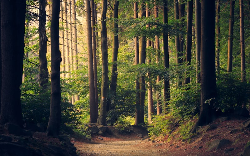 Conservation Environment